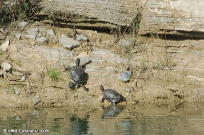 Tortugues americanes