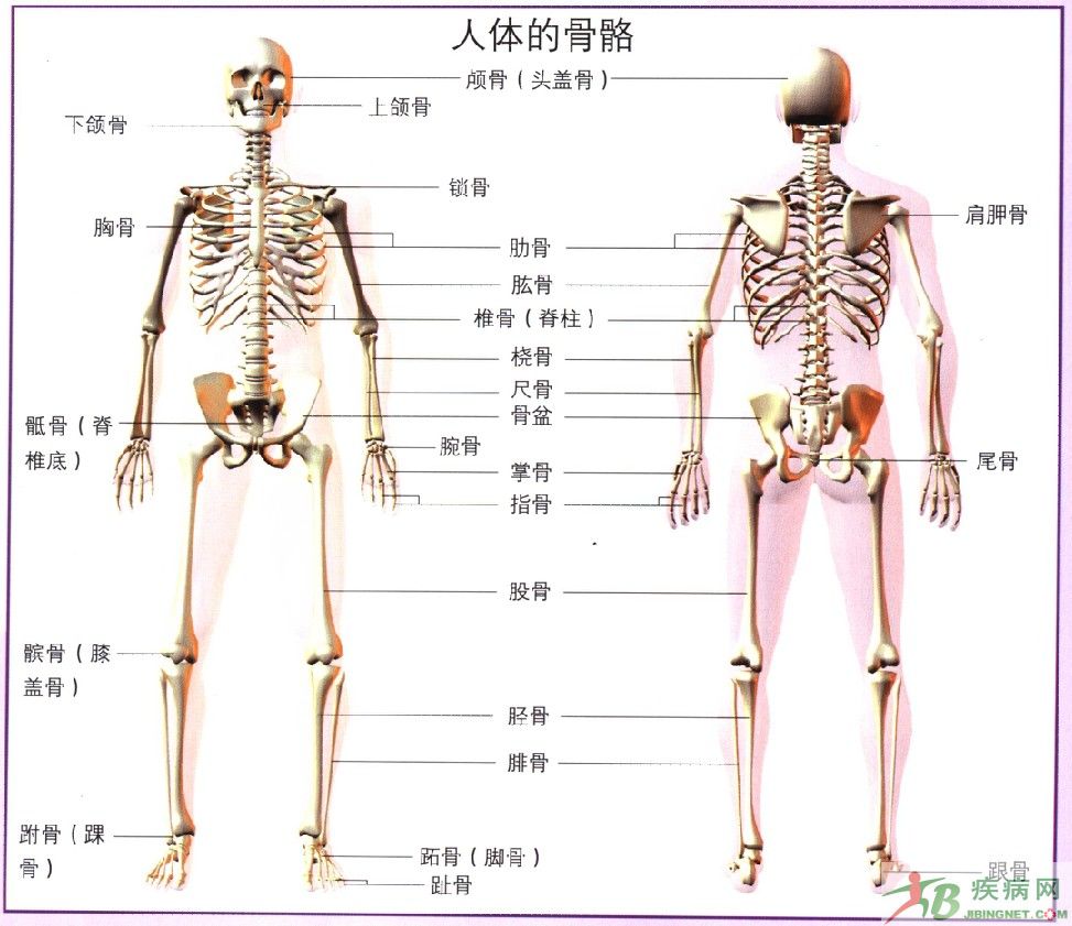 蔡老师的动物世界 人体骨骼