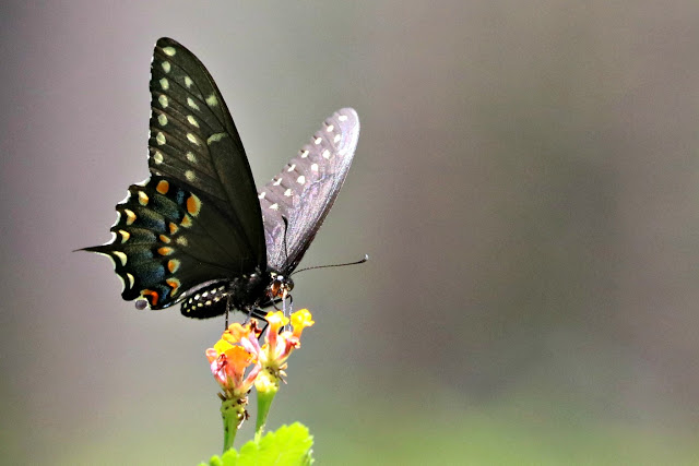 Black Swallowtail