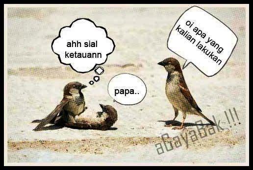 2000 Gambar Burung Yang Lucu Terbaik 2000 Gambar Burung Yang Lucu Terbaik