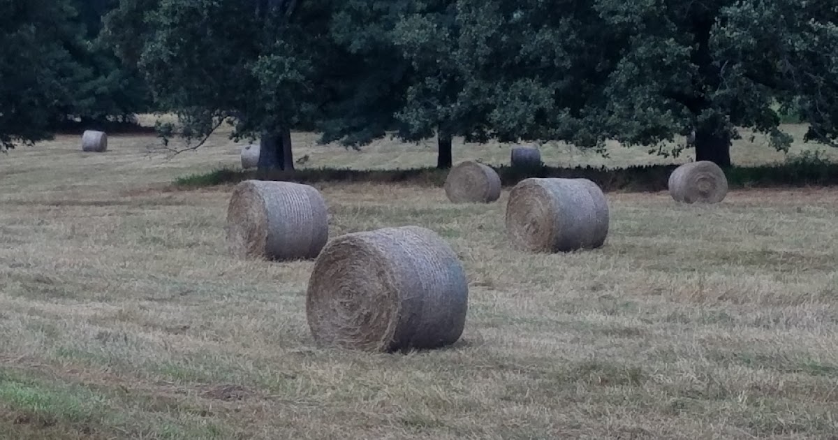 White House Farms Bermuda, Clover, Fescue Mixed Grass Hay