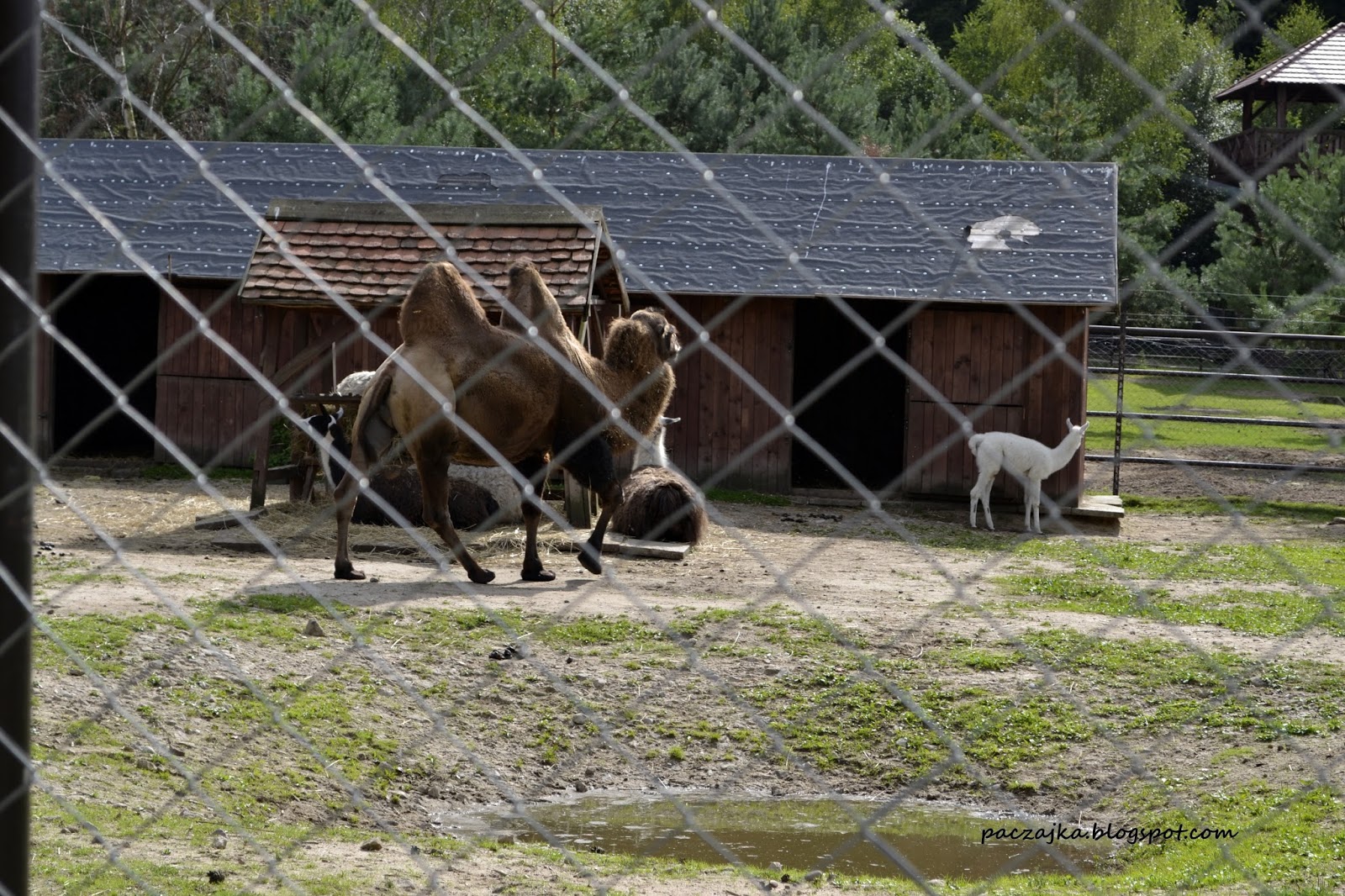 Miszmasz Paczajki Wakacyjne wspomnienia Mini Zoo w Dolinie Charlotty
