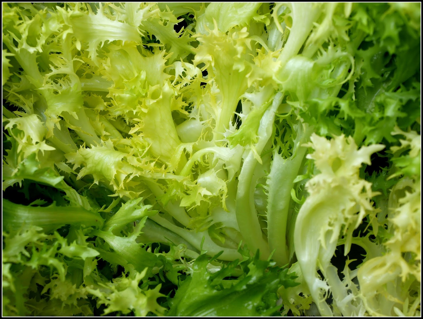 Mark's Veg Plot: Curly Endive