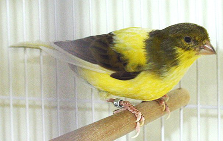 Tips Perawatan Kaki Kenari ~ Breeding Kenari (Canary)