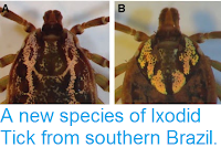 http://sciencythoughts.blogspot.co.uk/2015/01/a-new-species-of-ixodid-tick-from.html