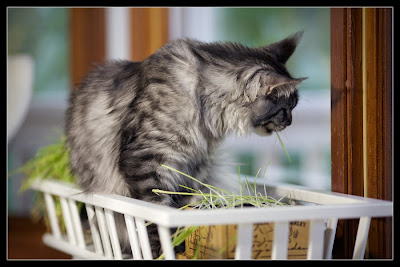 Stalone, the Maine Coon, eating grass