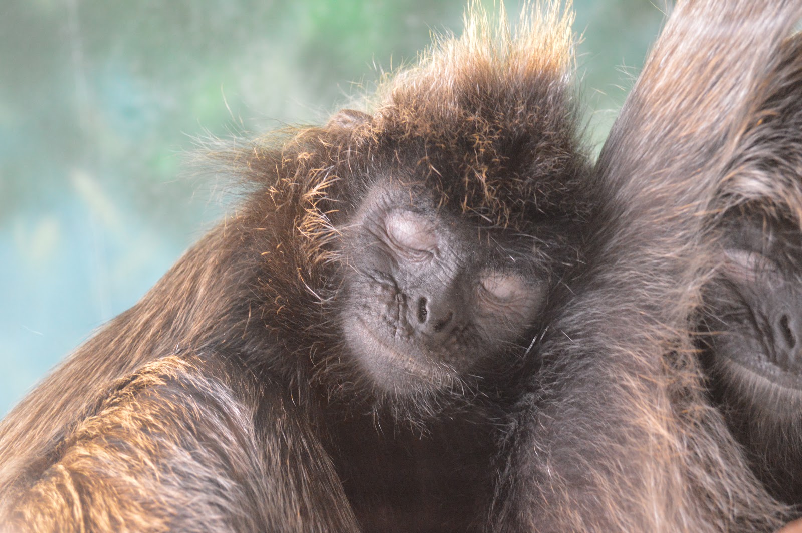 Zoo Tails: Columbus Zoo Update 11-10-2012