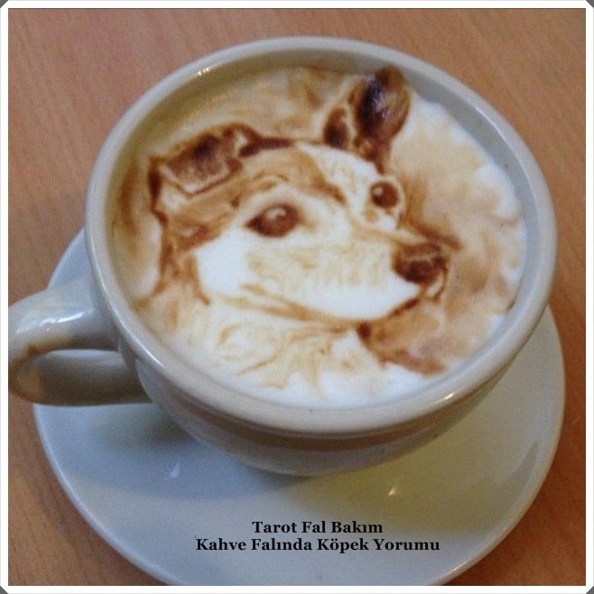 Kahve Falında Köpek Yorumu Gizli İlim ve İnsan