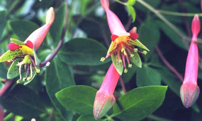 Flor de pitito Tropaeolum pentaphyllum