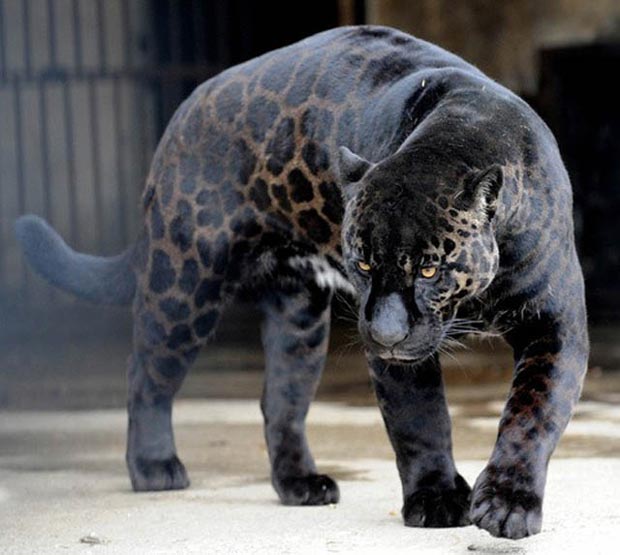 صور حيوانات Melanistic-black-leopard-jaguar