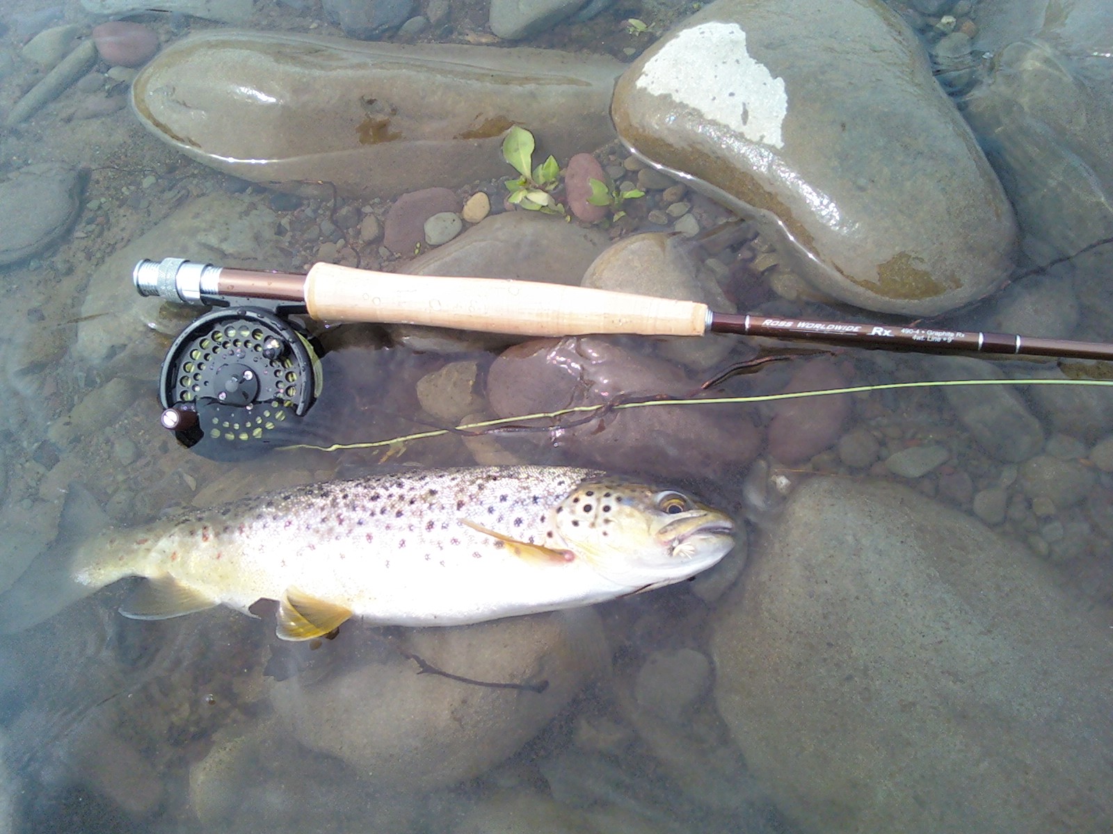 Pocono Fly Fishing Brodhead Creek, Stroudsburg, PA May 3 2012