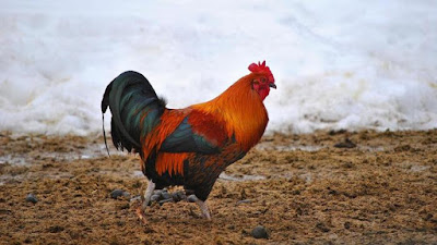 Klasifikasi Ilmiah Ayam Peliharaan 