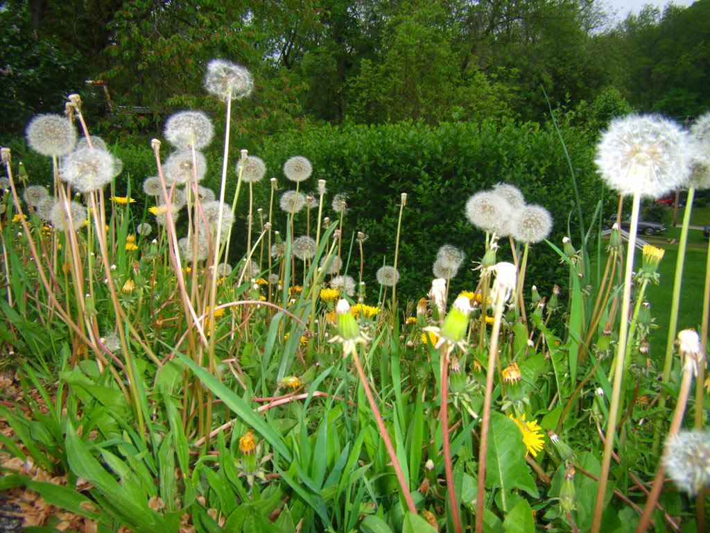 Moontides Dandelions