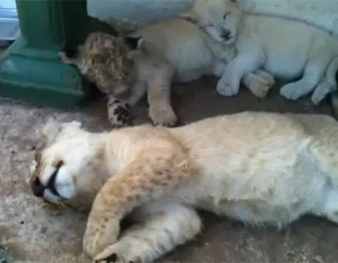 Video : ライオンの子どもをお眠むにさせる方法