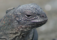 Galapagos Island Iguana