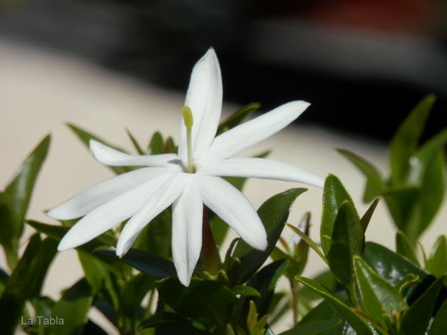 Flor Jasminum multipartitum