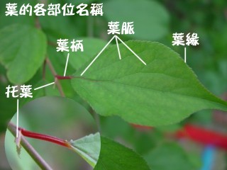 蔡老师的生物天地: 叶