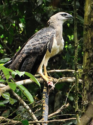 Águila monera Morphnus guianensis