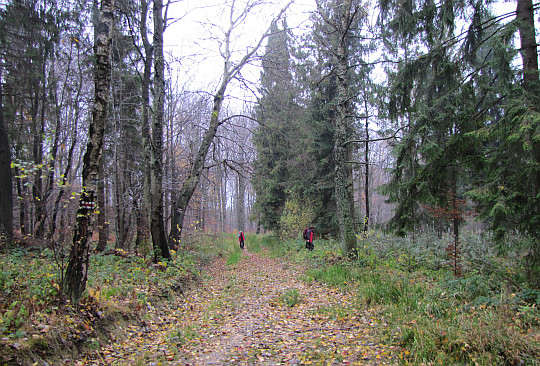 W lesie porastającym stoki Mareszka.
