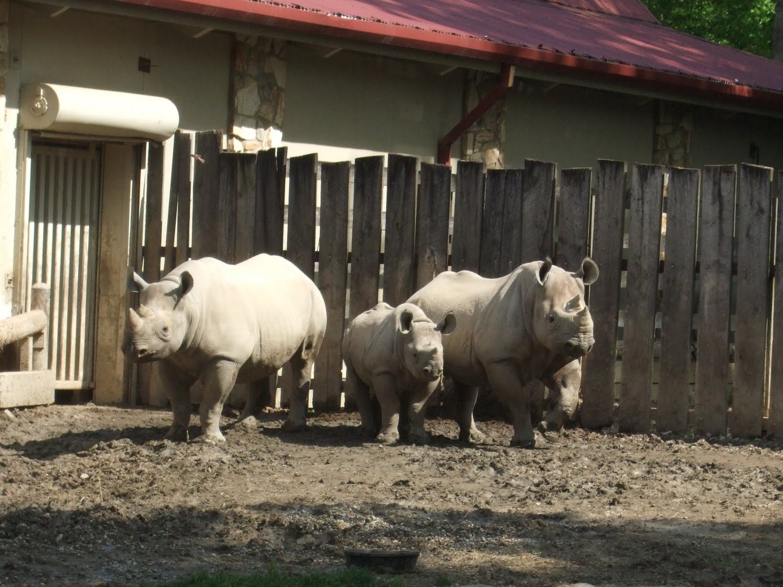 The Great Hunt: Example from the Class Mammalia/ Imprinting: Zoo 5/20/11