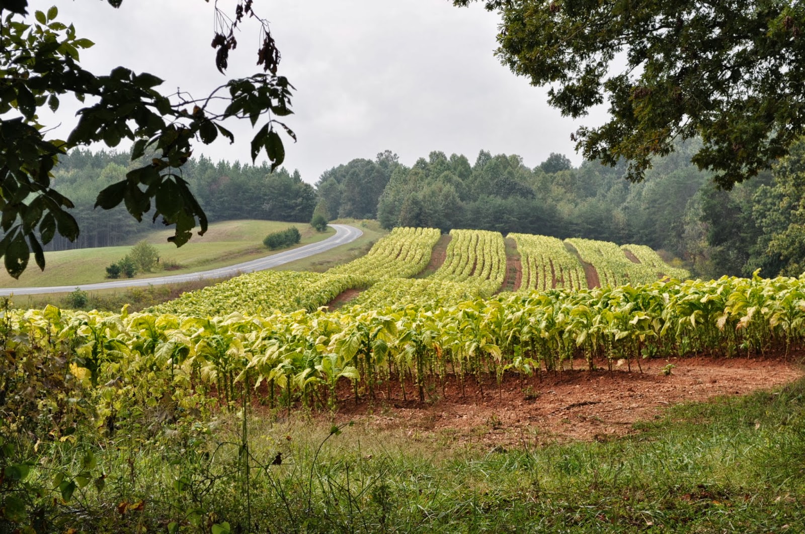 American Moment North Carolina's Tobacco Fields W/S N.C2013