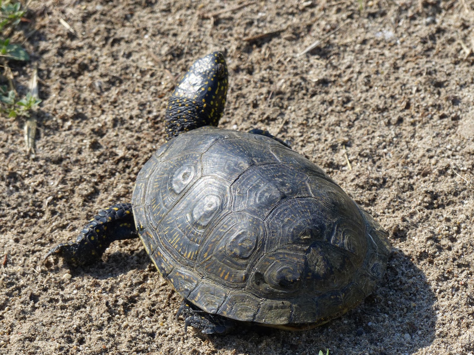 Into the Woods and Elsewhere: Eastern Pond Turtle