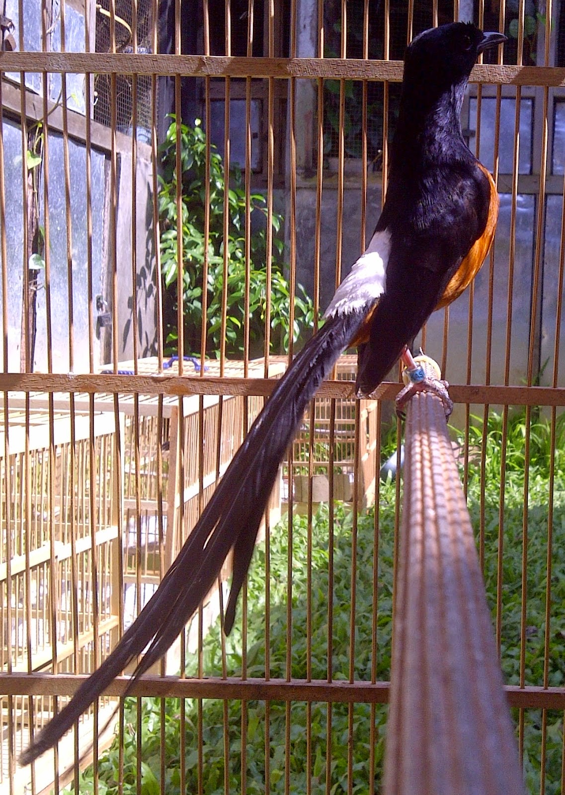 Wisata Kicau Bird Farm: Jenis Murai Batu