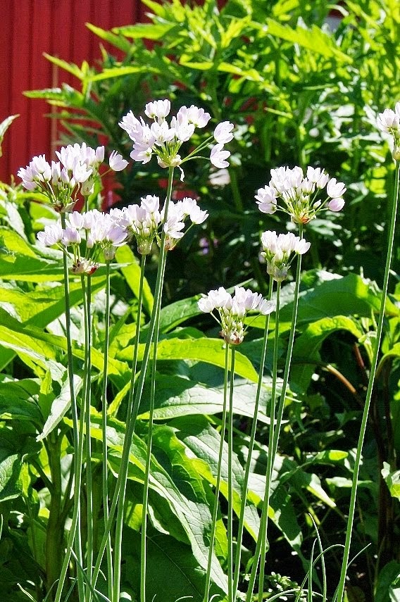 Allium roseum