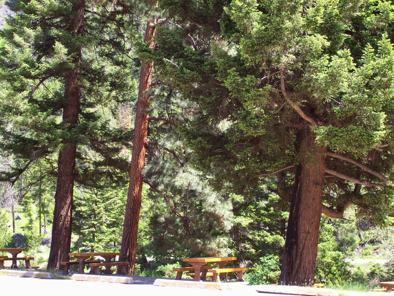 Vancouver Island Big Trees Ponderosa Pine Of Central BC