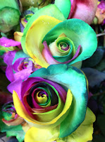 Rainbow Roses - Stein Your Florist Co.