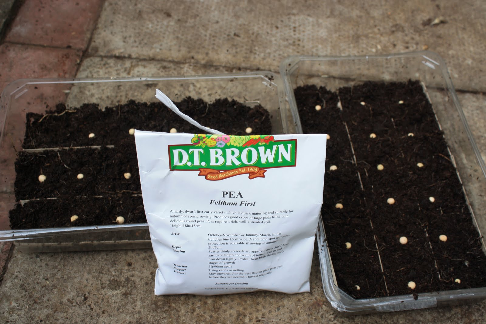 Allotment 65 Pea Planting Experiment