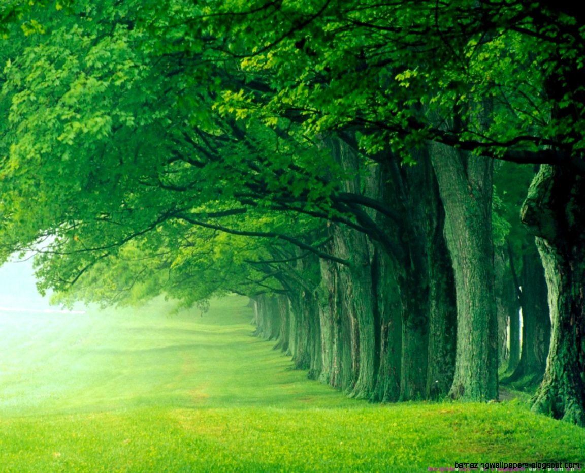 BeautifulGreenForestBackgro