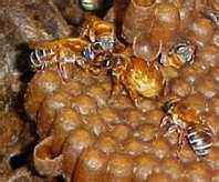 abelhas mandaçaia do chão[uruçu do chão ?] sua rainha em destaque