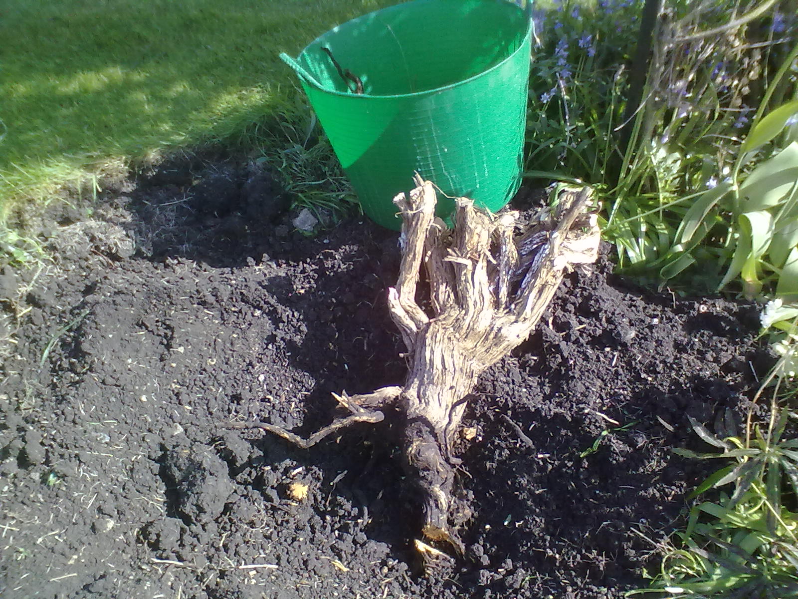 Rachel the Gardener How to remove an overgrown Rosemary bush