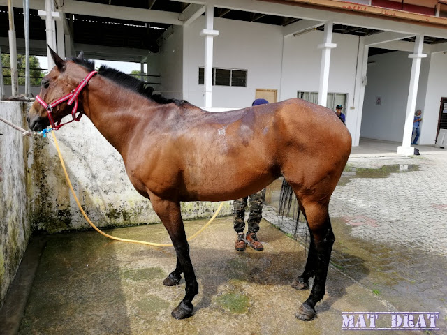 Taman Ekuestrian Putrajaya - Pengalaman Menunggang Kuda