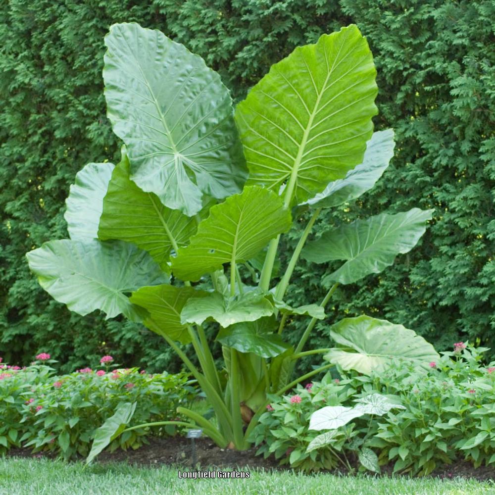 Alocasia macrorrhizos «oreja de elefante» Id Plantae