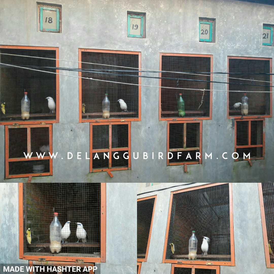 Berkat Ternak Jalak Suren Preman Preman Jimbung Klaten Sembuh Dari