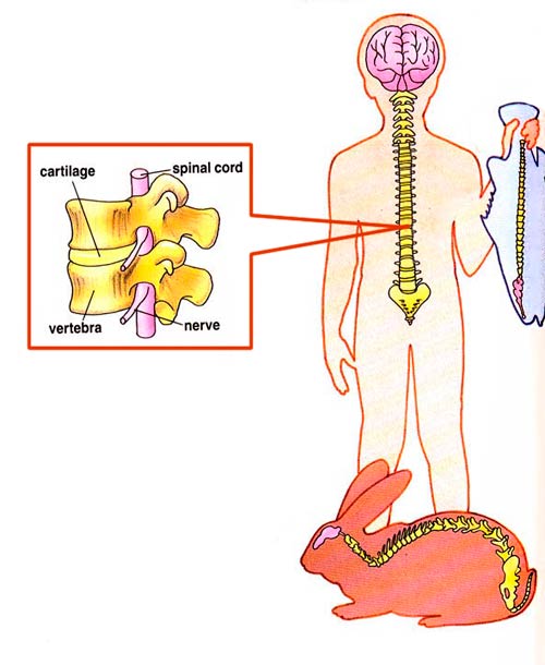 What is a Backbone and What does the Backbone do? - Ency123