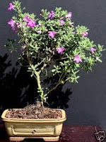 lavender star flower bonsai