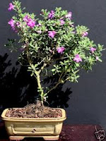 Lavender Star Flower Bonsai - About Bonsai