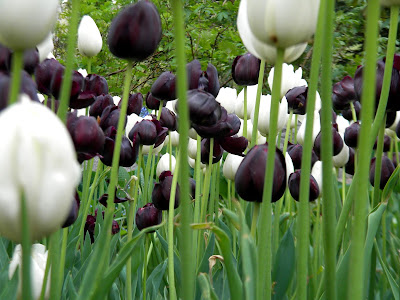 Central Park New York City