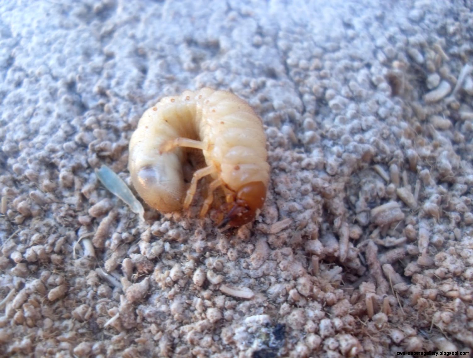Japanese Beetle Grub Wallpapers Gallery