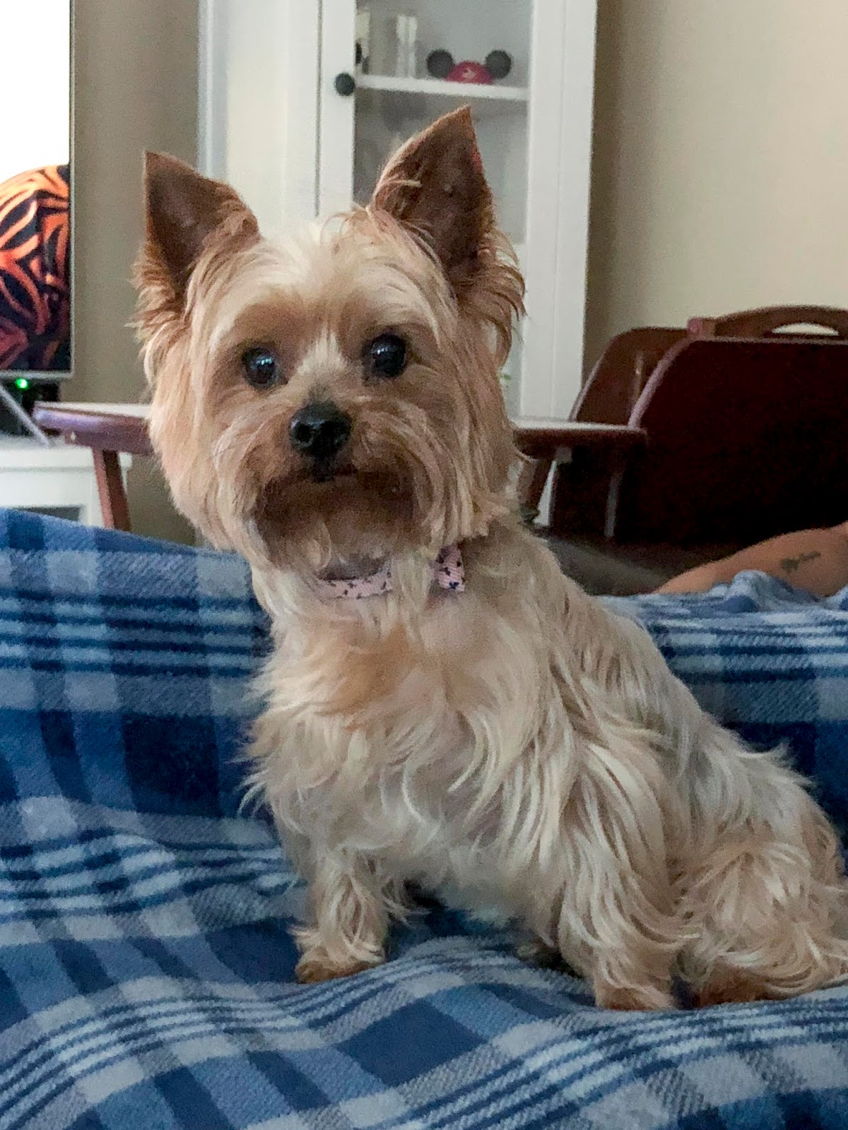 Florida Dog Walkers and Pet Sitters Miami Doggie Daycare & Boarding