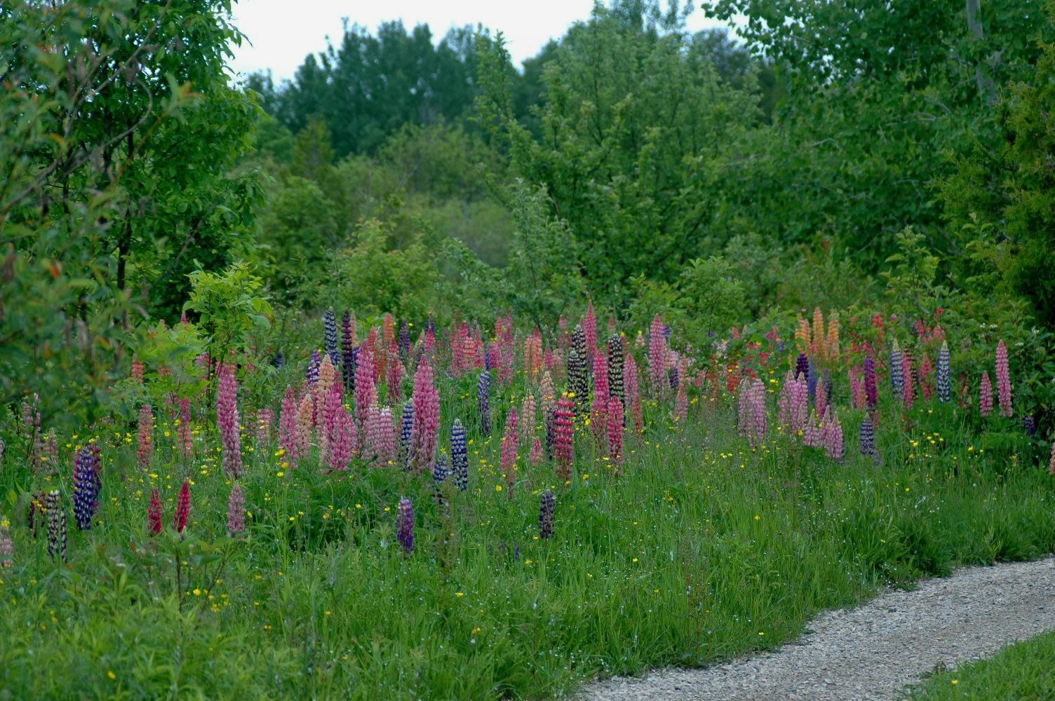 Russell Lupine naturalized at Roche Fleurie