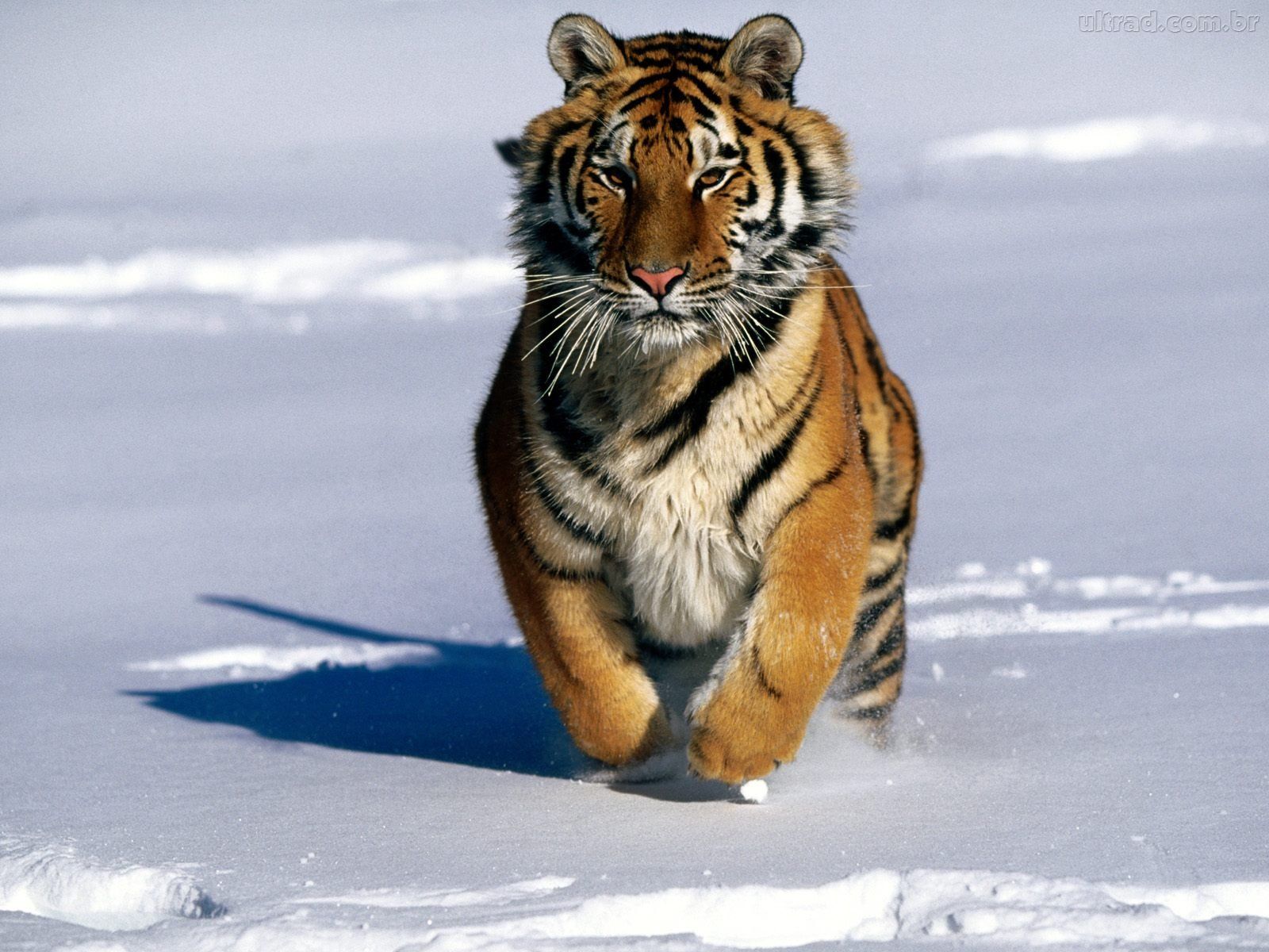 Animales en peligro de extinción: EL TIGRE SIBERIANO