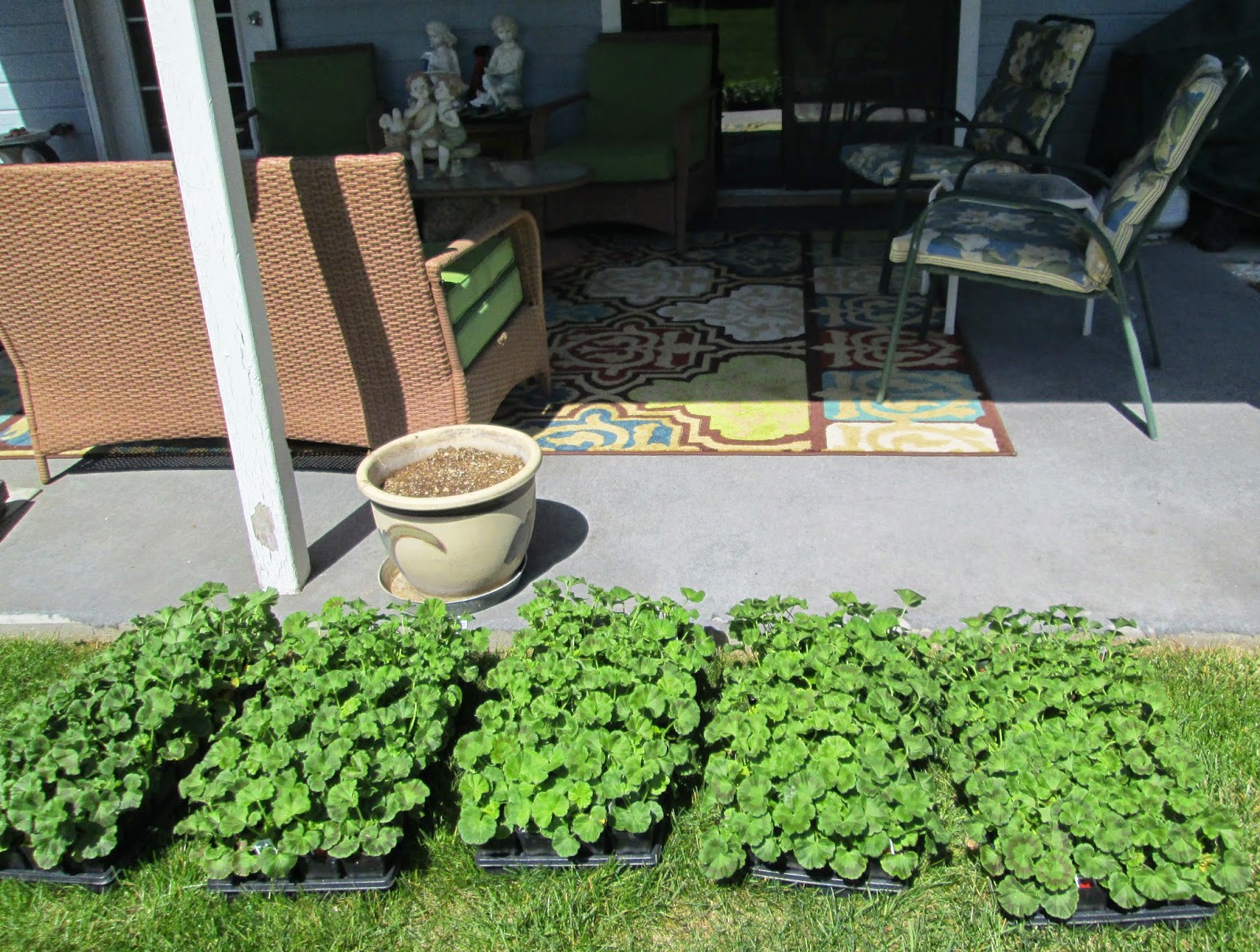 Happy Clean Living Fred Meyer Geranium Sale and Planting Seeds