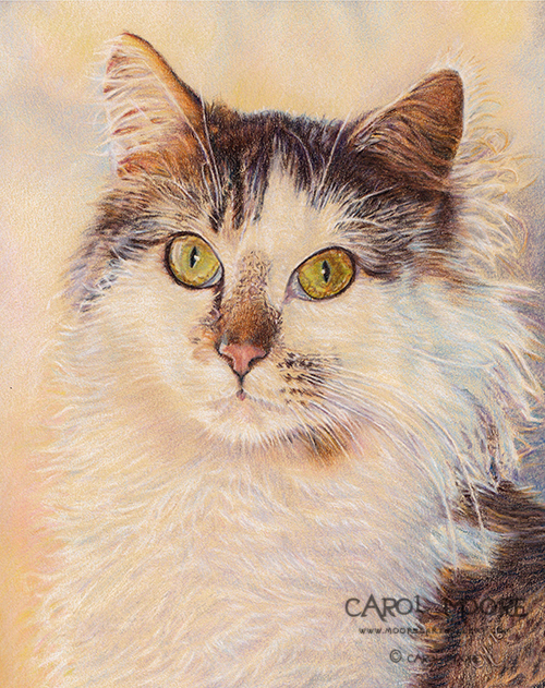 Moores Art Gallery & Design Blog: Colored Pencil Cat Drawing, Ampersand