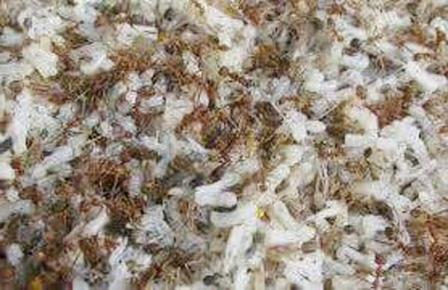 Zona Tips Indonesia Makanan Terbaik Untuk Burung Kolibri Beserta Efek Sampingya