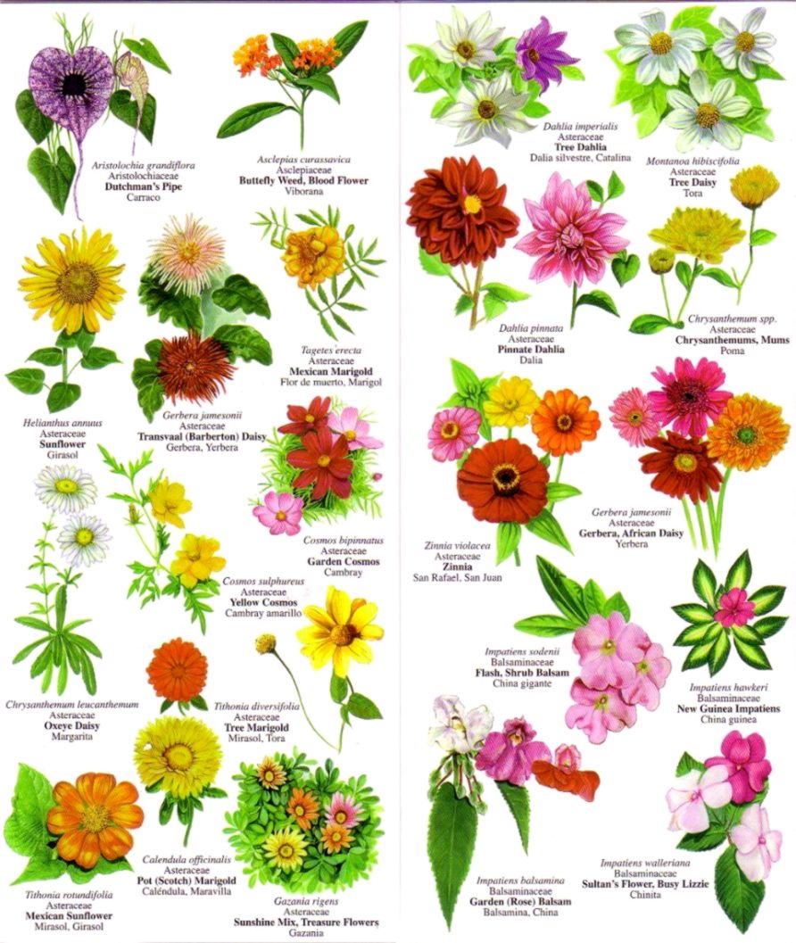 Flower Images With Names