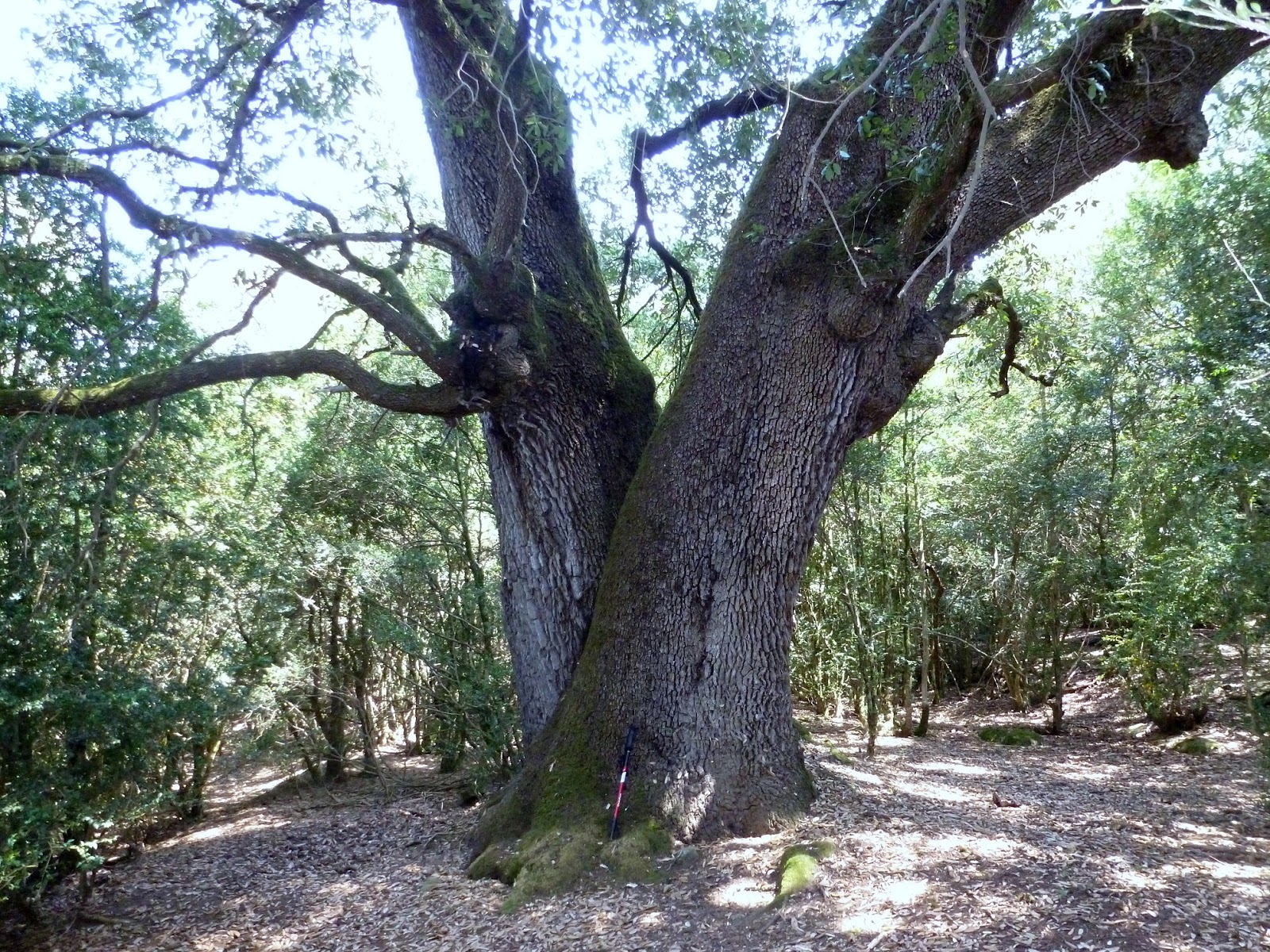 Árboles con alma Encina. Alzina. Ampliación